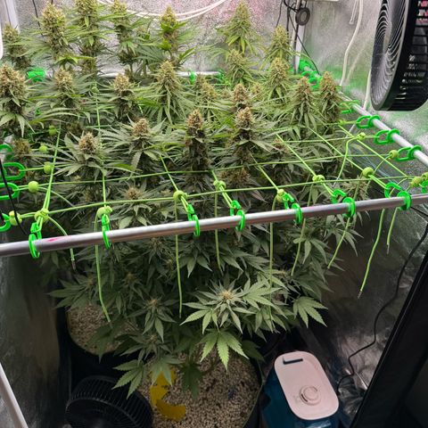 Orange Hippo x Lemon Skunk x Purple Haze x Gelato x Gorilla Glue growlog timeline photo