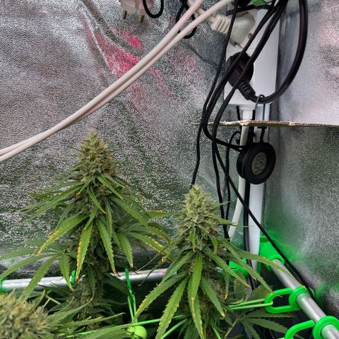Orange Hippo x Lemon Skunk x Purple Haze x Gelato x Gorilla Glue growlog timeline photo