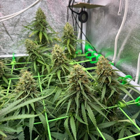 Orange Hippo x Lemon Skunk x Purple Haze x Gelato x Gorilla Glue growlog timeline photo