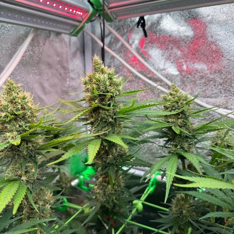Orange Hippo x Lemon Skunk x Purple Haze x Gelato x Gorilla Glue growlog timeline photo