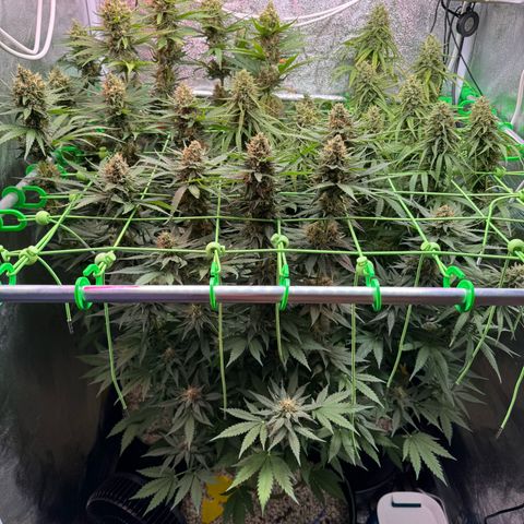 Orange Hippo x Lemon Skunk x Purple Haze x Gelato x Gorilla Glue growlog timeline photo