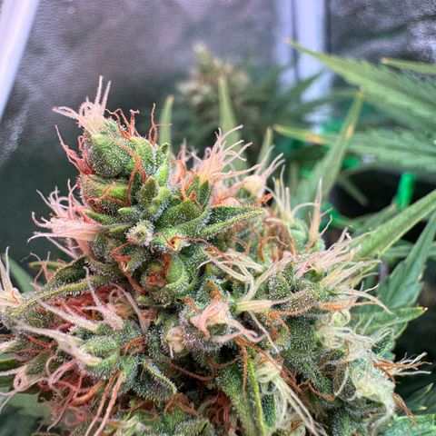 Orange Hippo x Lemon Skunk x Purple Haze x Gelato x Gorilla Glue growlog timeline photo