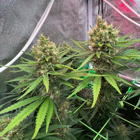 Orange Hippo x Lemon Skunk x Purple Haze x Gelato x Gorilla Glue growlog timeline photo