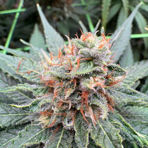 Orange Hippo x Lemon Skunk x Purple Haze x Gelato x Gorilla Glue growlog timeline photo
