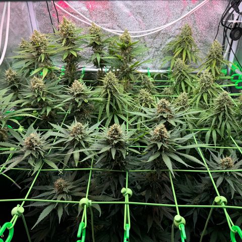 Orange Hippo x Lemon Skunk x Purple Haze x Gelato x Gorilla Glue growlog timeline photo