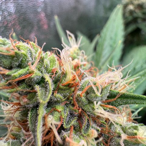 Orange Hippo x Lemon Skunk x Purple Haze x Gelato x Gorilla Glue growlog timeline photo