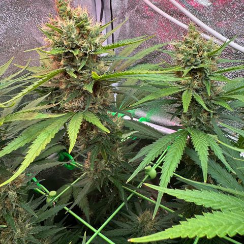 Orange Hippo x Lemon Skunk x Purple Haze x Gelato x Gorilla Glue growlog timeline photo