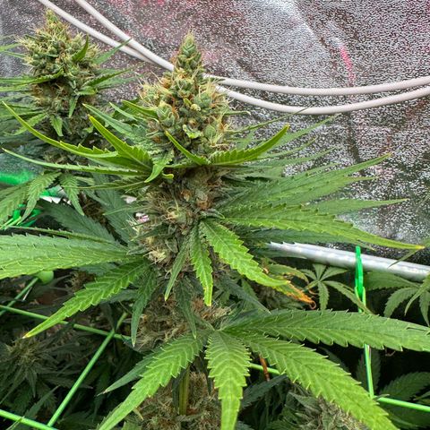 Orange Hippo x Lemon Skunk x Purple Haze x Gelato x Gorilla Glue growlog timeline photo