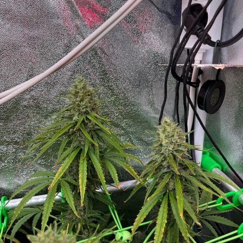 Orange Hippo x Lemon Skunk x Purple Haze x Gelato x Gorilla Glue growlog timeline photo