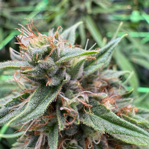 Orange Hippo x Lemon Skunk x Purple Haze x Gelato x Gorilla Glue growlog timeline photo