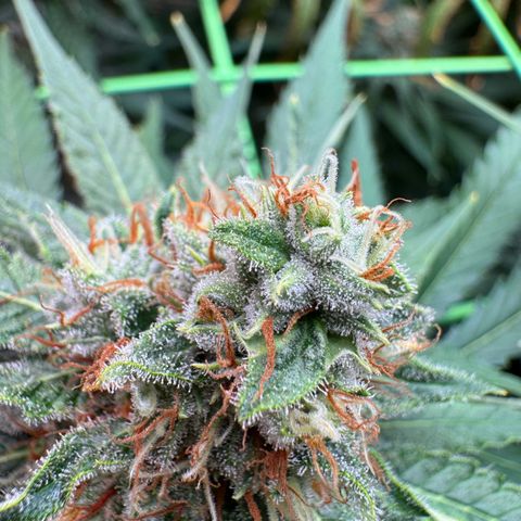 Orange Hippo x Lemon Skunk x Purple Haze x Gelato x Gorilla Glue growlog timeline photo