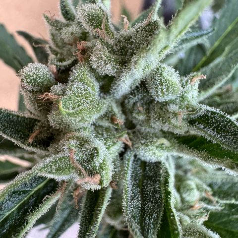 Orange Hippo x Lemon Skunk x Purple Haze x Gelato x Gorilla Glue growlog timeline photo