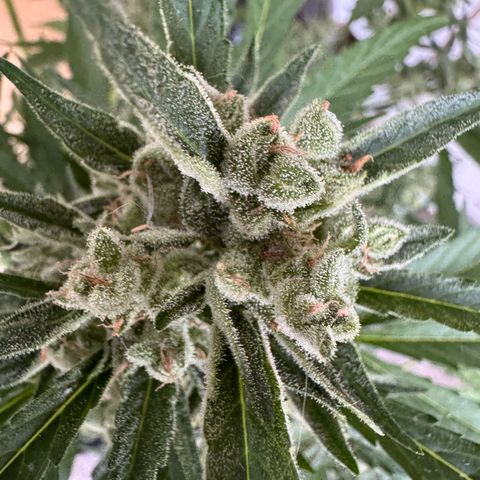 Orange Hippo x Lemon Skunk x Purple Haze x Gelato x Gorilla Glue growlog timeline photo