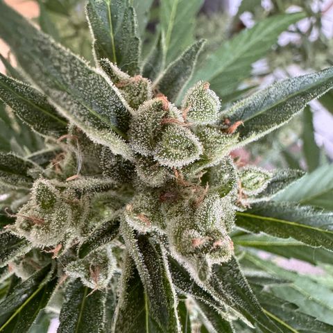 Orange Hippo x Lemon Skunk x Purple Haze x Gelato x Gorilla Glue growlog timeline photo