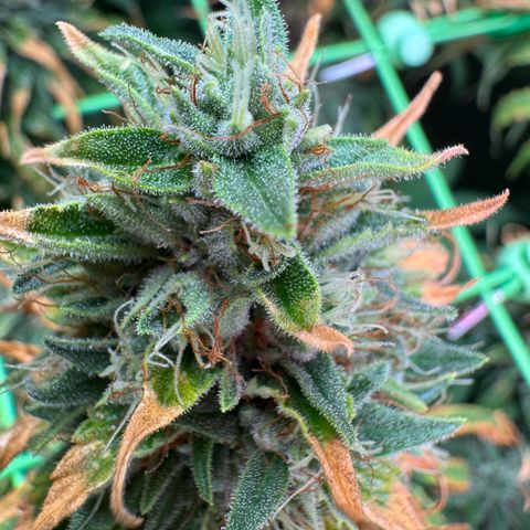 Orange Hippo x Lemon Skunk x Purple Haze x Gelato x Gorilla Glue growlog timeline photo