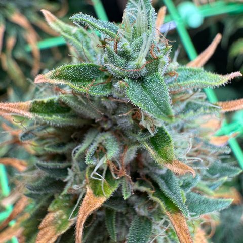 Orange Hippo x Lemon Skunk x Purple Haze x Gelato x Gorilla Glue growlog timeline photo