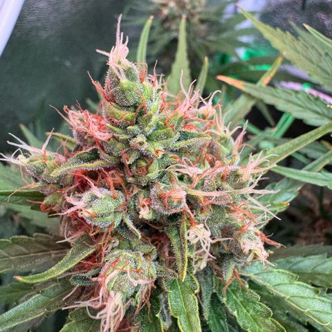 Orange Hippo x Lemon Skunk x Purple Haze x Gelato x Gorilla Glue growlog timeline photo
