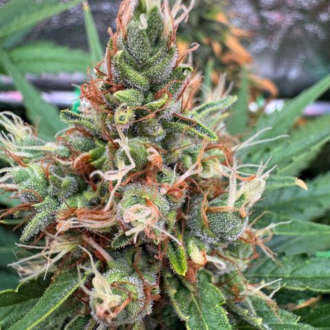 Orange Hippo x Lemon Skunk x Purple Haze x Gelato x Gorilla Glue growlog timeline photo