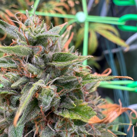 Orange Hippo x Lemon Skunk x Purple Haze x Gelato x Gorilla Glue growlog timeline photo