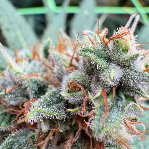 Orange Hippo x Lemon Skunk x Purple Haze x Gelato x Gorilla Glue growlog timeline photo