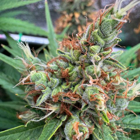 Orange Hippo x Lemon Skunk x Purple Haze x Gelato x Gorilla Glue growlog timeline photo