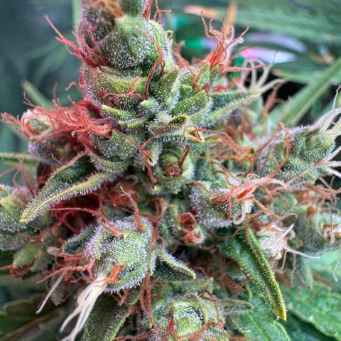 Orange Hippo x Lemon Skunk x Purple Haze x Gelato x Gorilla Glue growlog timeline photo