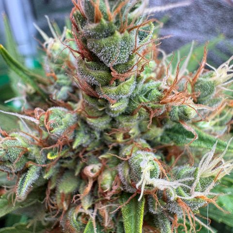Orange Hippo x Lemon Skunk x Purple Haze x Gelato x Gorilla Glue growlog timeline photo