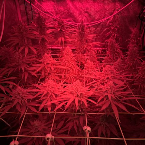Orange Hippo x Lemon Skunk x Purple Haze x Gelato x Gorilla Glue growlog timeline photo