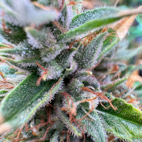 Orange Hippo x Lemon Skunk x Purple Haze x Gelato x Gorilla Glue growlog timeline photo