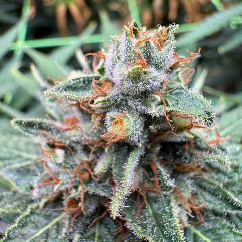 Orange Hippo x Lemon Skunk x Purple Haze x Gelato x Gorilla Glue growlog timeline photo