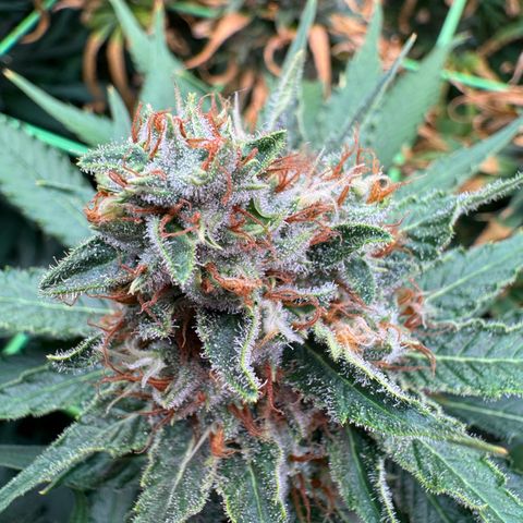 Orange Hippo x Lemon Skunk x Purple Haze x Gelato x Gorilla Glue growlog timeline photo