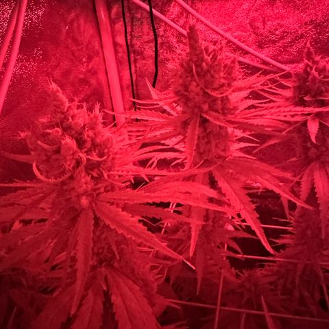 Orange Hippo x Lemon Skunk x Purple Haze x Gelato x Gorilla Glue growlog timeline photo