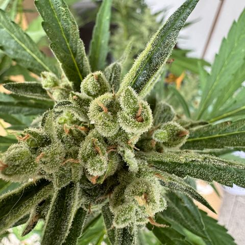 Orange Hippo x Lemon Skunk x Purple Haze x Gelato x Gorilla Glue growlog timeline photo