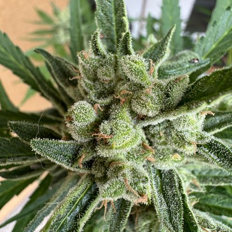 Orange Hippo x Lemon Skunk x Purple Haze x Gelato x Gorilla Glue growlog timeline photo