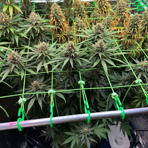 Orange Hippo x Lemon Skunk x Purple Haze x Gelato x Gorilla Glue growlog timeline photo