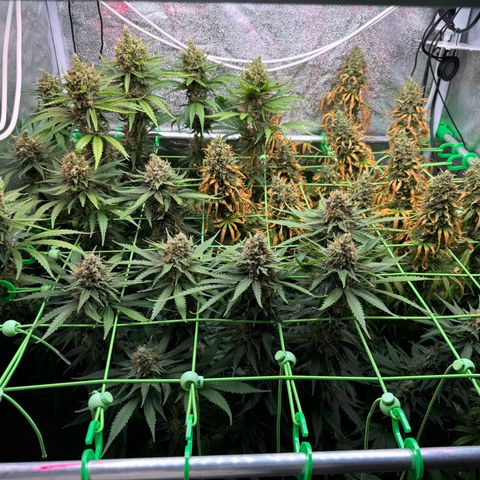 Orange Hippo x Lemon Skunk x Purple Haze x Gelato x Gorilla Glue growlog timeline photo