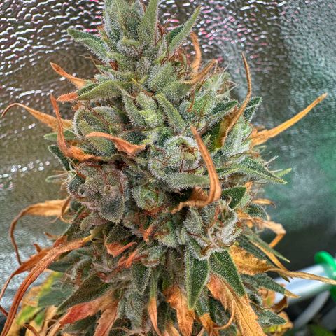 Orange Hippo x Lemon Skunk x Purple Haze x Gelato x Gorilla Glue growlog timeline photo