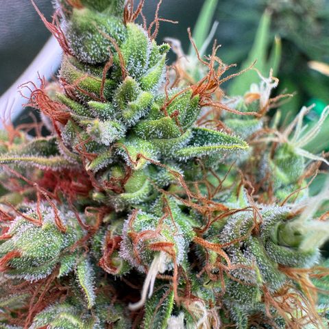Orange Hippo x Lemon Skunk x Purple Haze x Gelato x Gorilla Glue growlog timeline photo