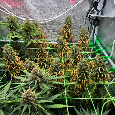 Orange Hippo x Lemon Skunk x Purple Haze x Gelato x Gorilla Glue growlog timeline photo