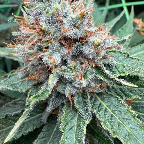 Orange Hippo x Lemon Skunk x Purple Haze x Gelato x Gorilla Glue growlog timeline photo