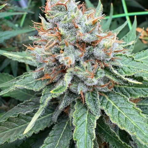 Orange Hippo x Lemon Skunk x Purple Haze x Gelato x Gorilla Glue growlog timeline photo