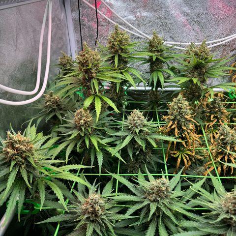 Orange Hippo x Lemon Skunk x Purple Haze x Gelato x Gorilla Glue growlog timeline photo