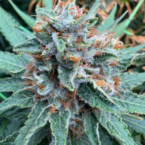 Orange Hippo x Lemon Skunk x Purple Haze x Gelato x Gorilla Glue growlog timeline photo