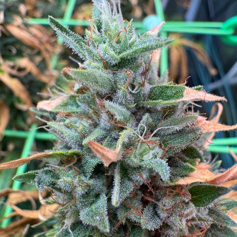 Orange Hippo x Lemon Skunk x Purple Haze x Gelato x Gorilla Glue growlog timeline photo