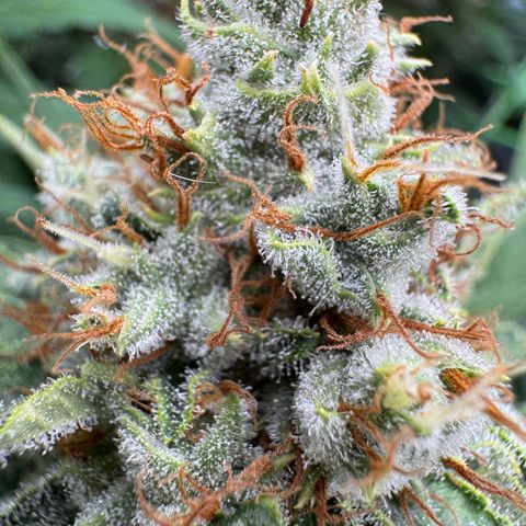 Orange Hippo x Lemon Skunk x Purple Haze x Gelato x Gorilla Glue growlog timeline photo