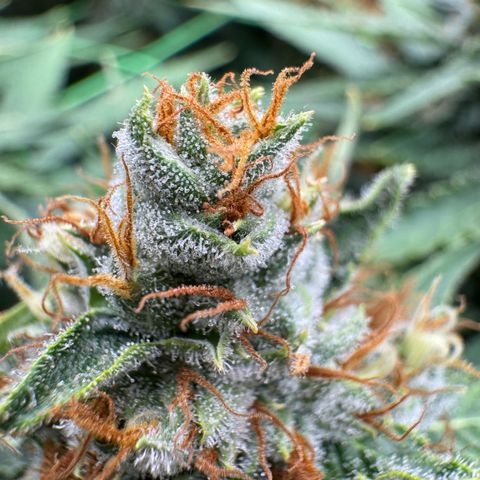 Orange Hippo x Lemon Skunk x Purple Haze x Gelato x Gorilla Glue growlog timeline photo