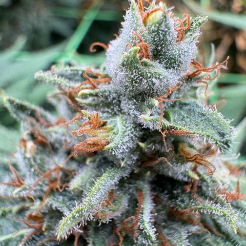 Orange Hippo x Lemon Skunk x Purple Haze x Gelato x Gorilla Glue growlog timeline photo