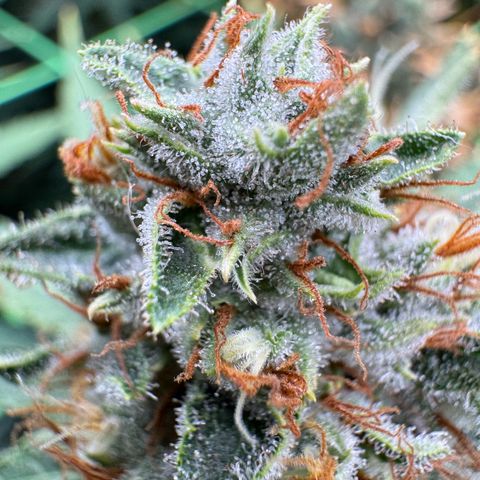 Orange Hippo x Lemon Skunk x Purple Haze x Gelato x Gorilla Glue growlog timeline photo