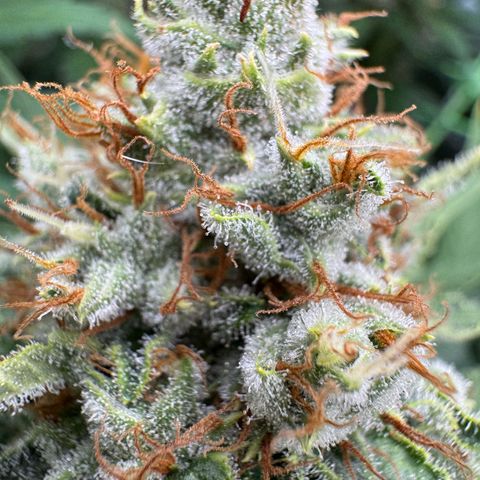 Orange Hippo x Lemon Skunk x Purple Haze x Gelato x Gorilla Glue growlog timeline photo