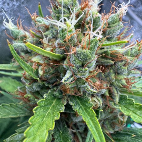 Orange Hippo x Lemon Skunk x Purple Haze x Gelato x Gorilla Glue growlog timeline photo